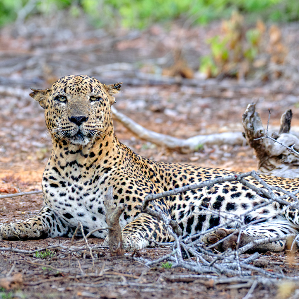 Nilame YM61 leopard in Yala National Park Sri Lanka.